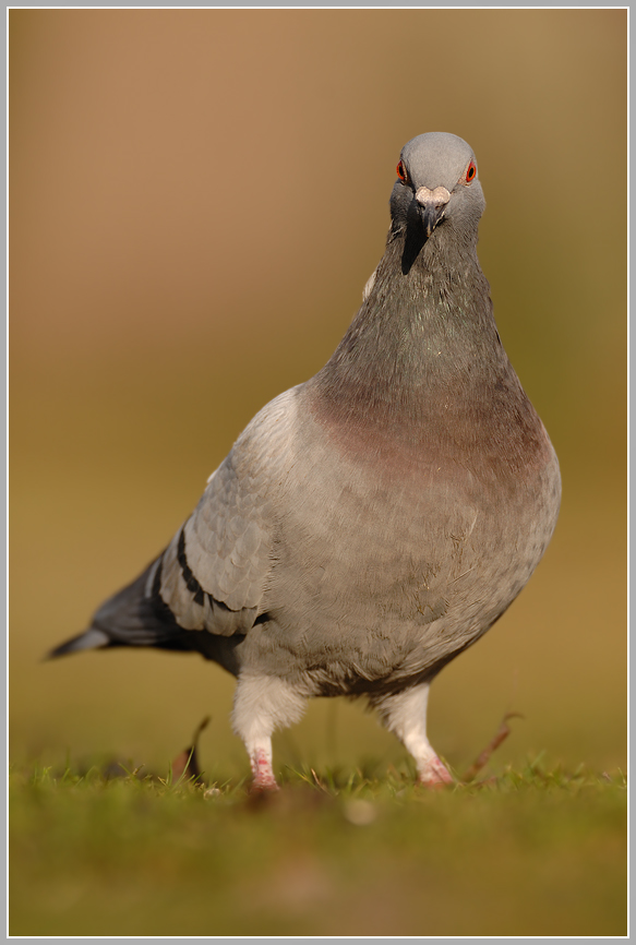 Felsentaube (Strassentaube) (Columba livia)