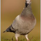 Felsentaube (Strassentaube) (Columba livia)