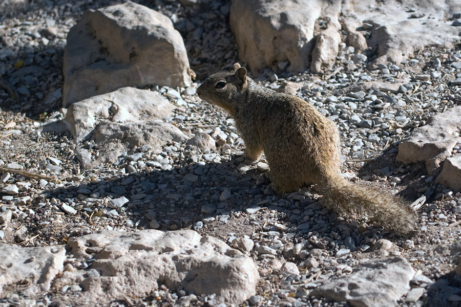 Felsenziesel - Rock Squirrel