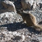 Felsenziesel - Rock Squirrel
