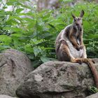 Felskänguru (Petrogale xanthopus), Parc Zoologique & Botanique de Muhlhouse