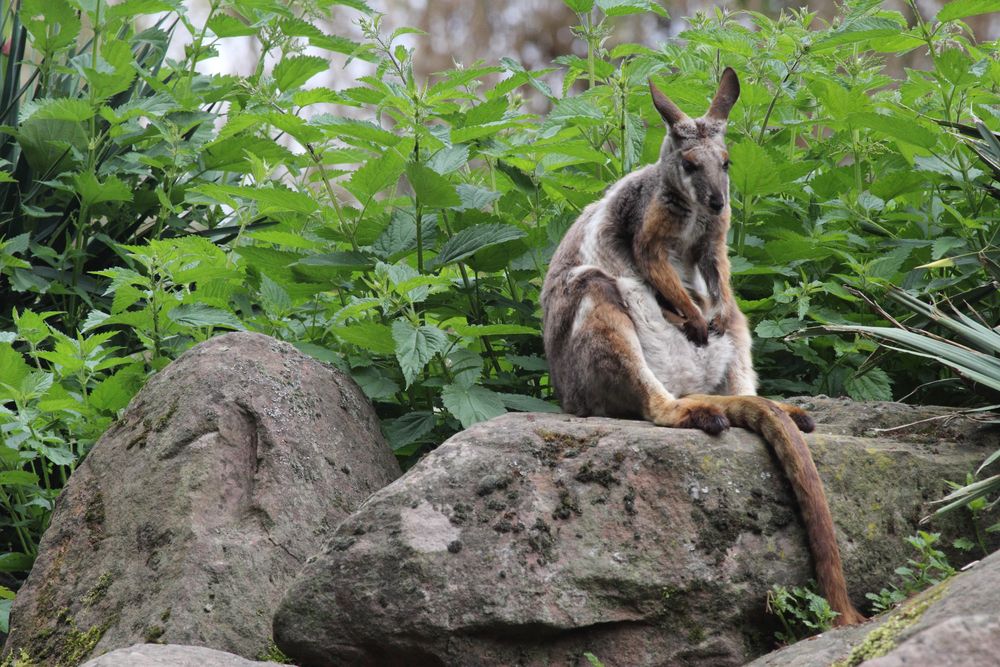 Felskänguru (Petrogale xanthopus), Parc Zoologique & Botanique de Muhlhouse