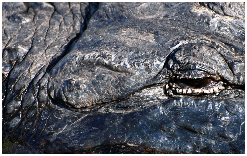 Felslandschaft in den Everglades