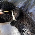 Felspinguin