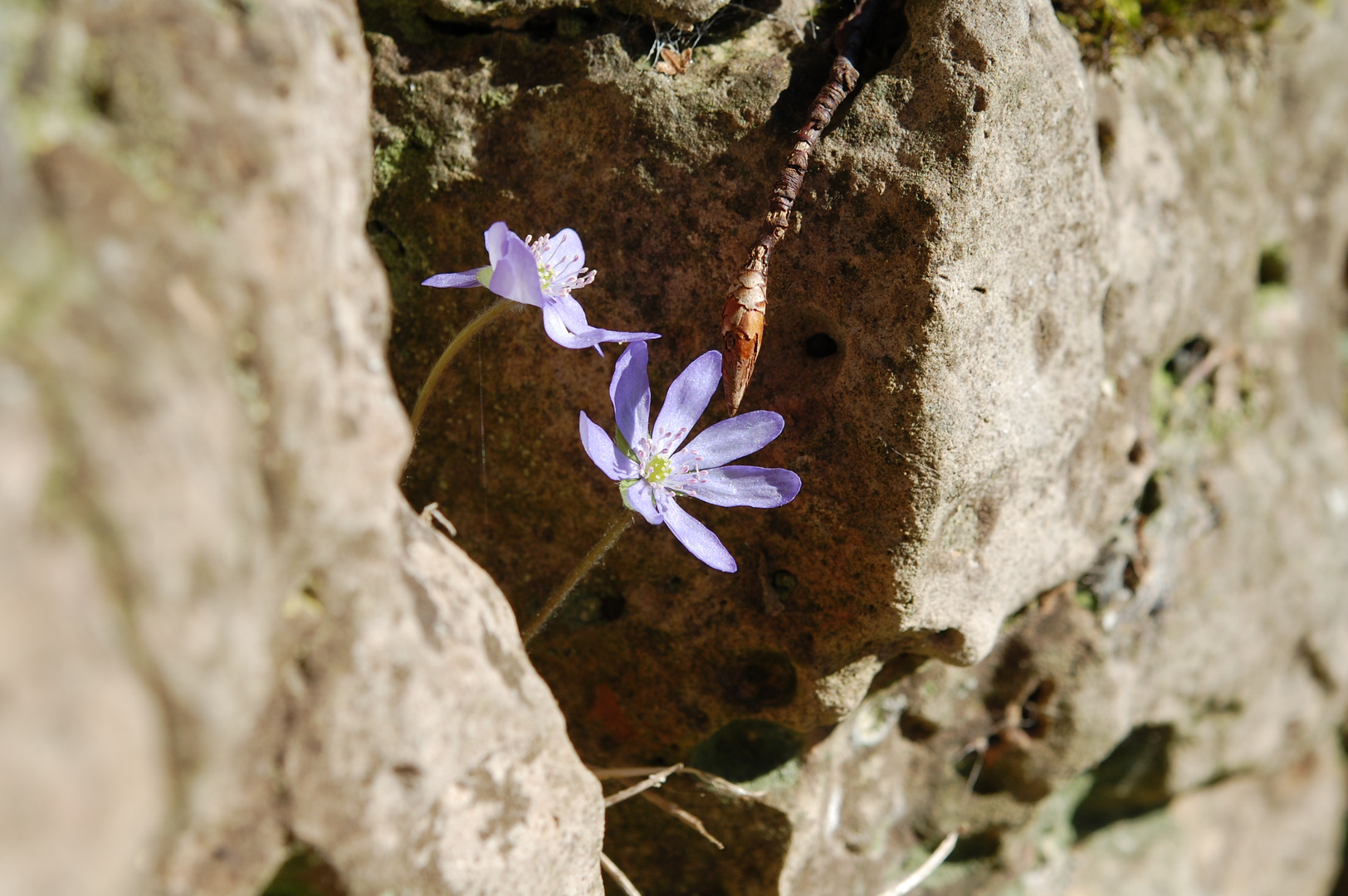 Felsspalte mit Leberblümchen - Sauerland/19.3.11