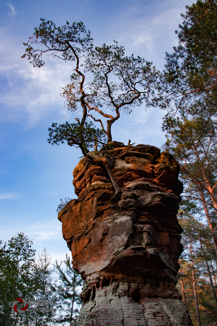 Felsturm auf dem Lämmerfelsen, Dahn, Rheinland-Pfalz