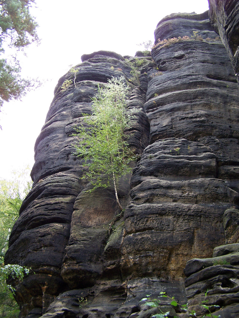 Felswand am Pfaffenstein (Sächsische Schweiz)