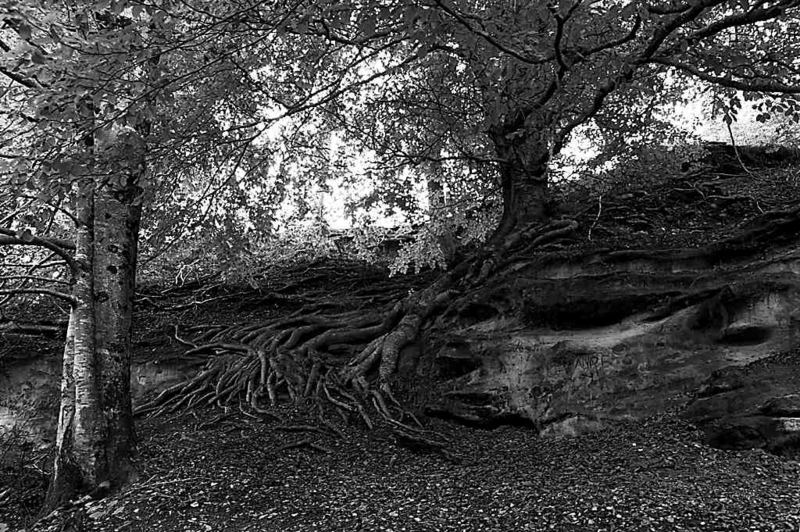 FelsWurzelBaum von Oskar Brudel