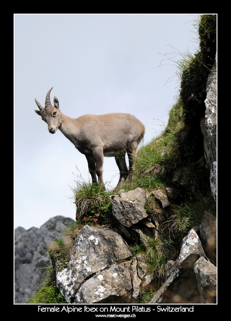 Female Alpine Ibex on Mount Pilatus - Switzerland