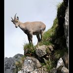 Female Alpine Ibex on Mount Pilatus - Switzerland