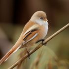 Female Bearded reedling