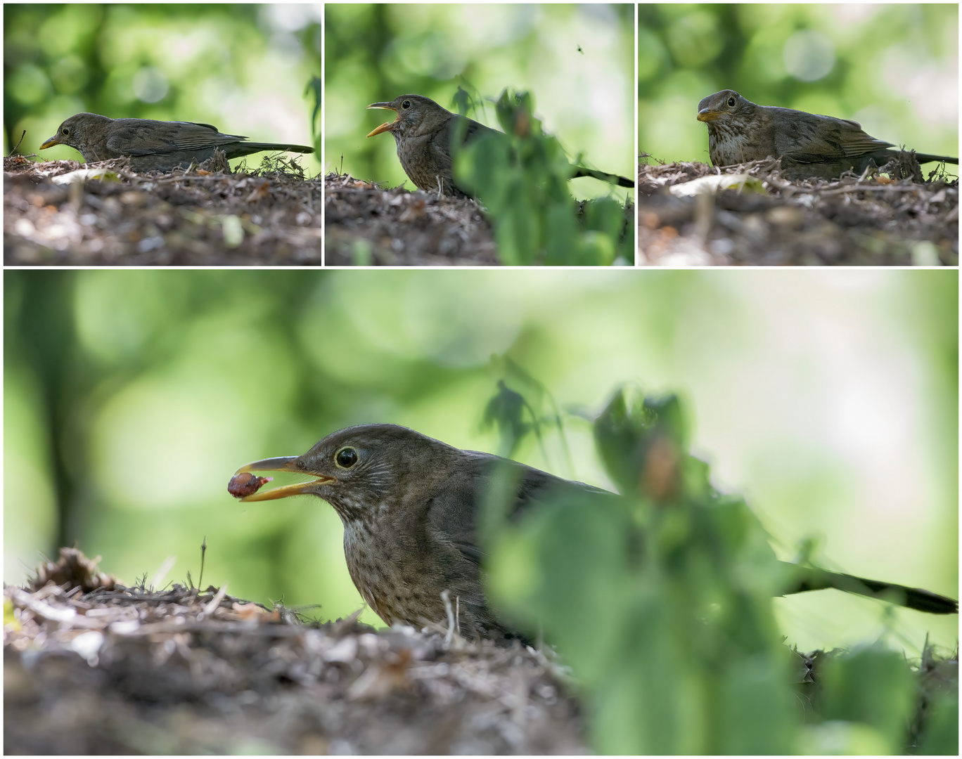 Female Blackbird...