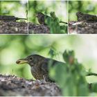 Female Blackbird...