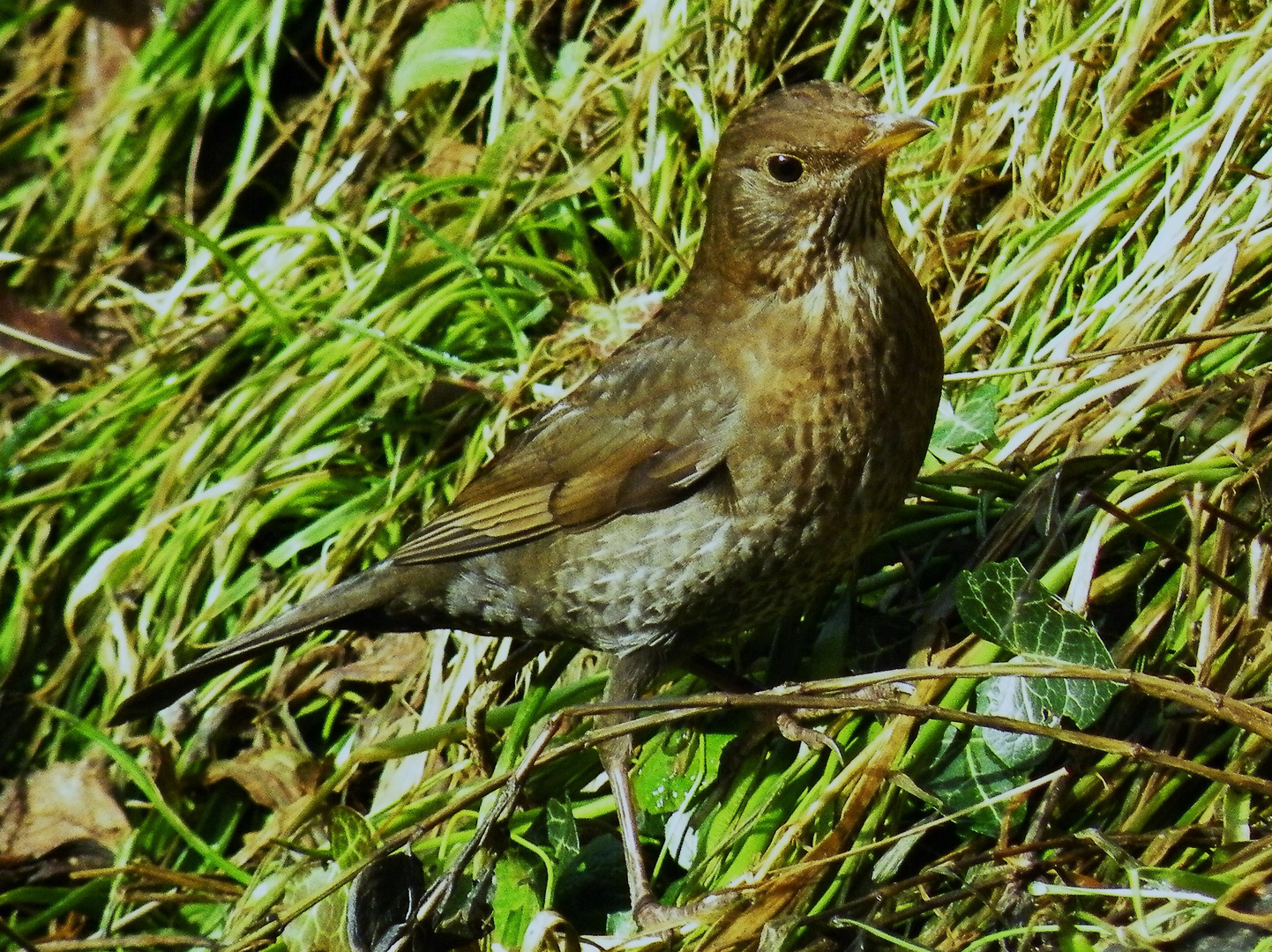 Female Blackbird