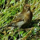 Female Blackbird