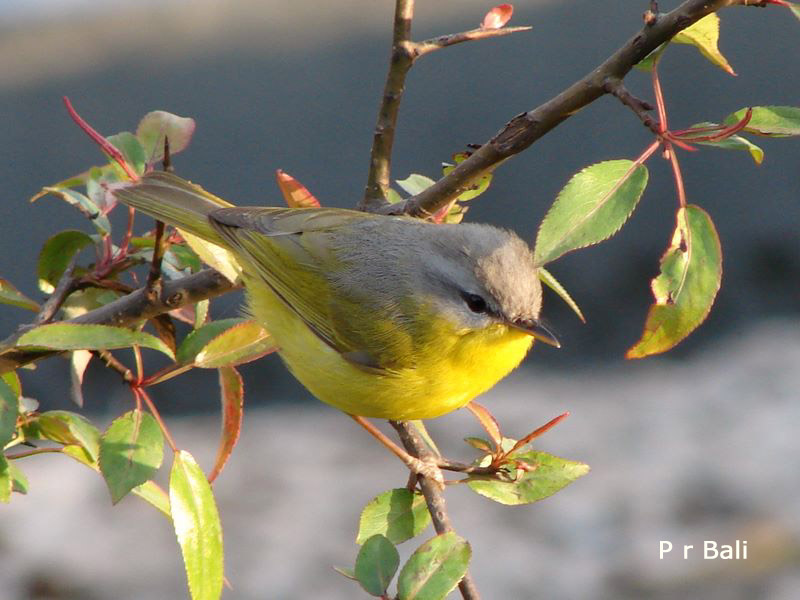 Female Bush Robin