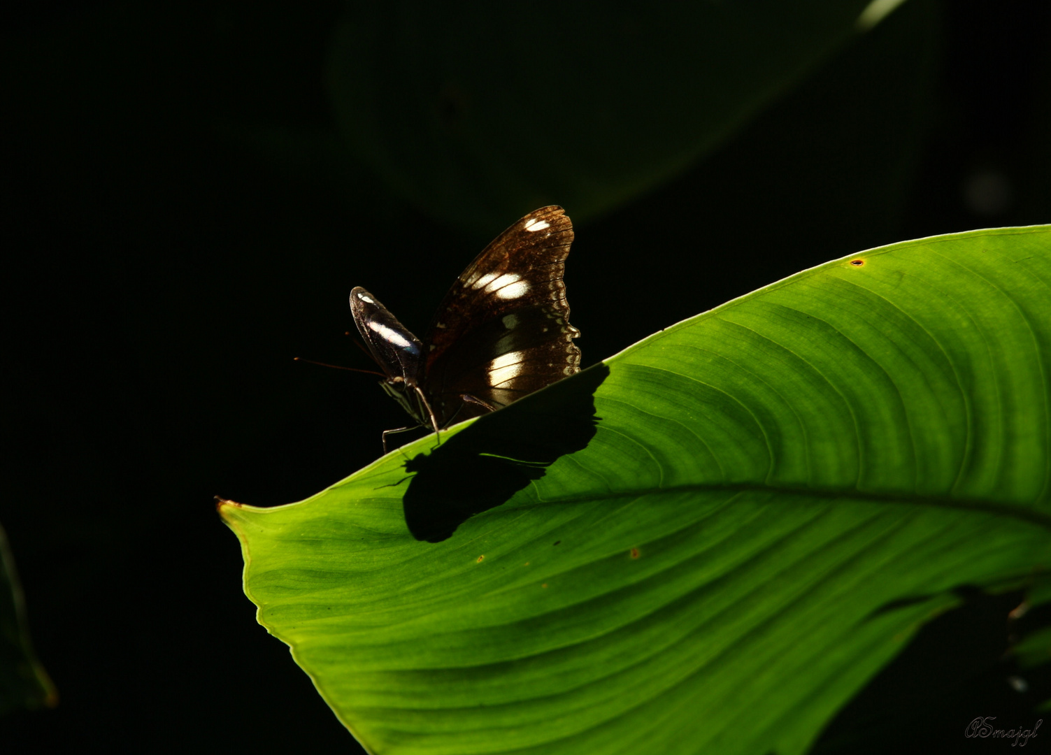 Female Cairns Birdwing Butterfly