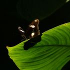 Female Cairns Birdwing Butterfly