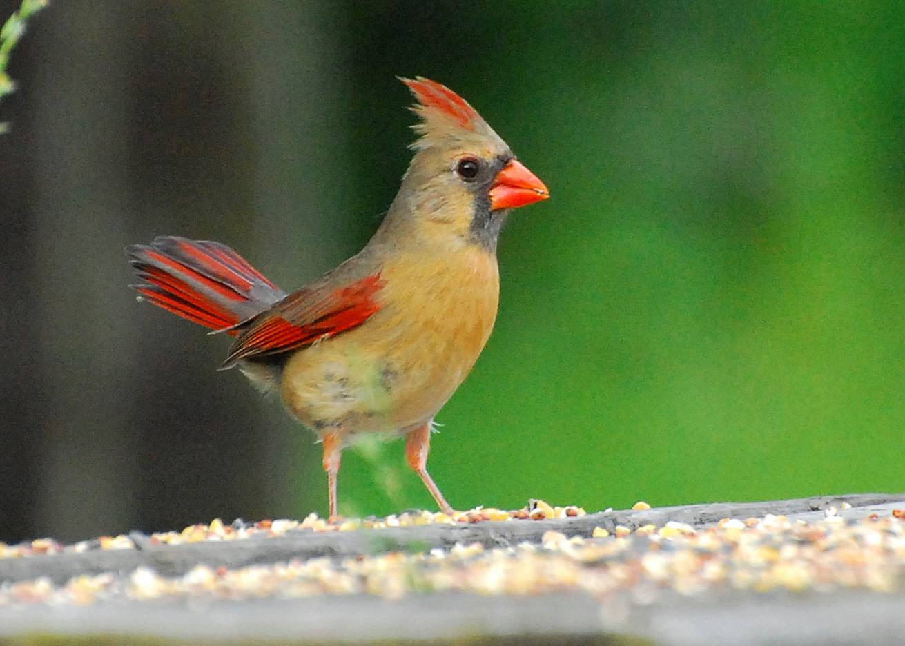 Female Cardinal 3