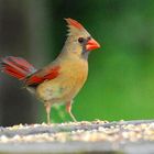 Female Cardinal 3