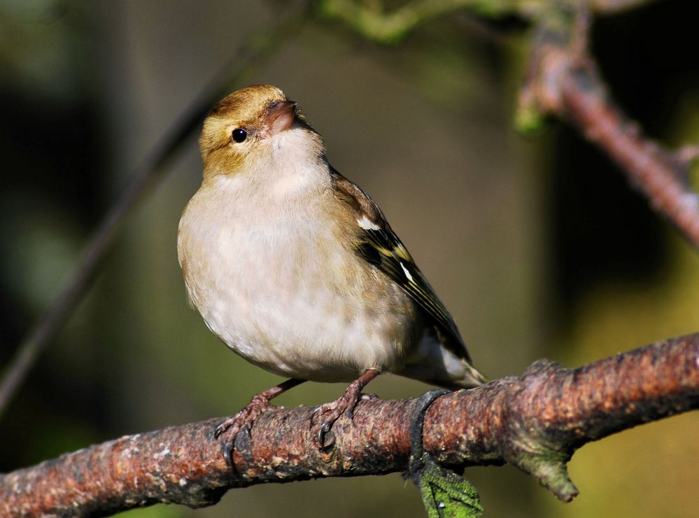 Female Chaffinch