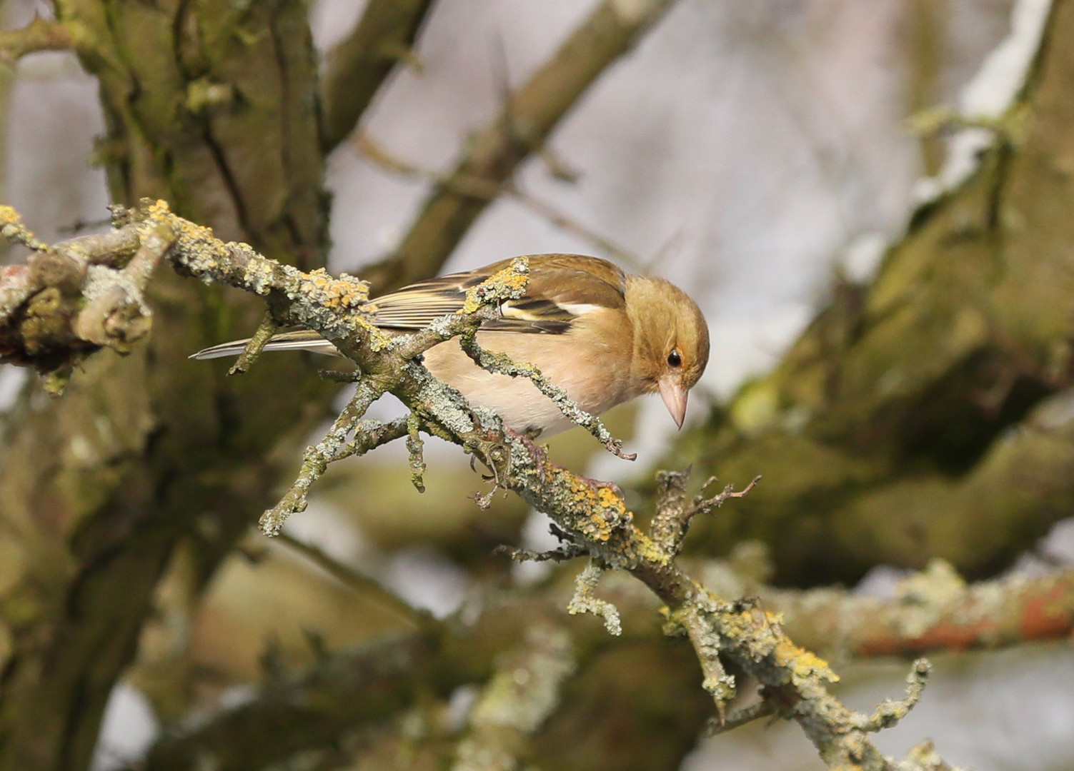 Female Chaffinch 