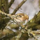 Female Chaffinch 