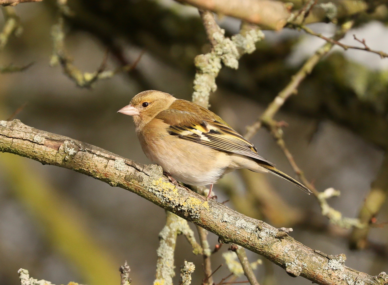 Female Chaffinch