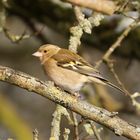 Female Chaffinch