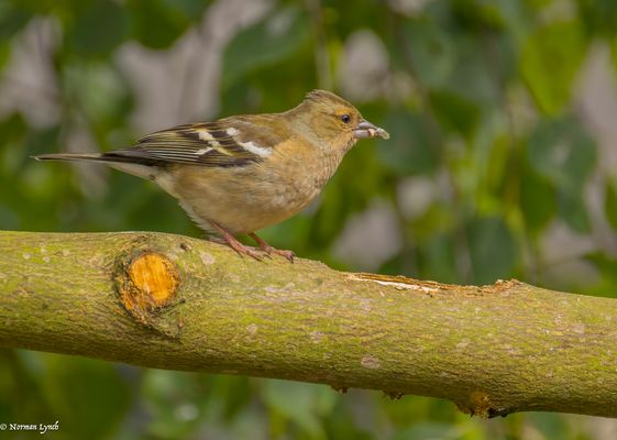 Female Chaffinch (fringilla coelebs) 2024