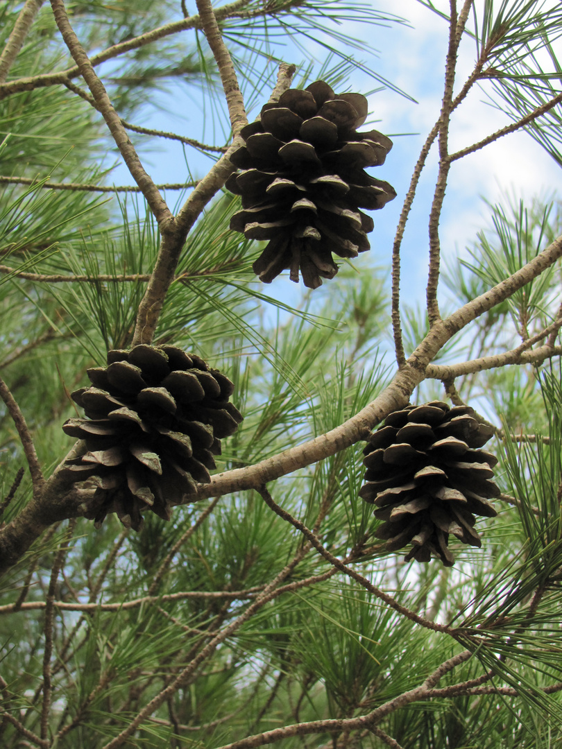 female cones