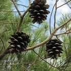 female cones