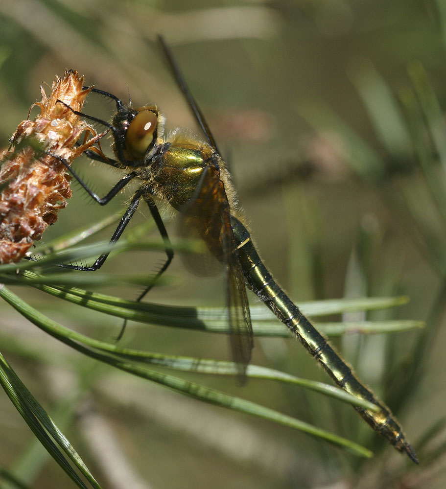 Female Cordulia aenea - Downy Emerald