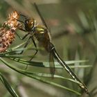 Female Cordulia aenea - Downy Emerald