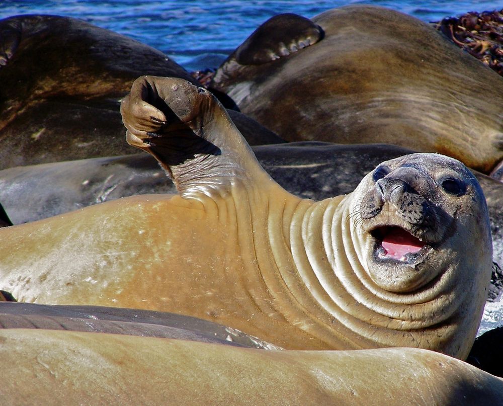 Female Elephant Seal Waving photo & image | animals, wildlife, mammals
