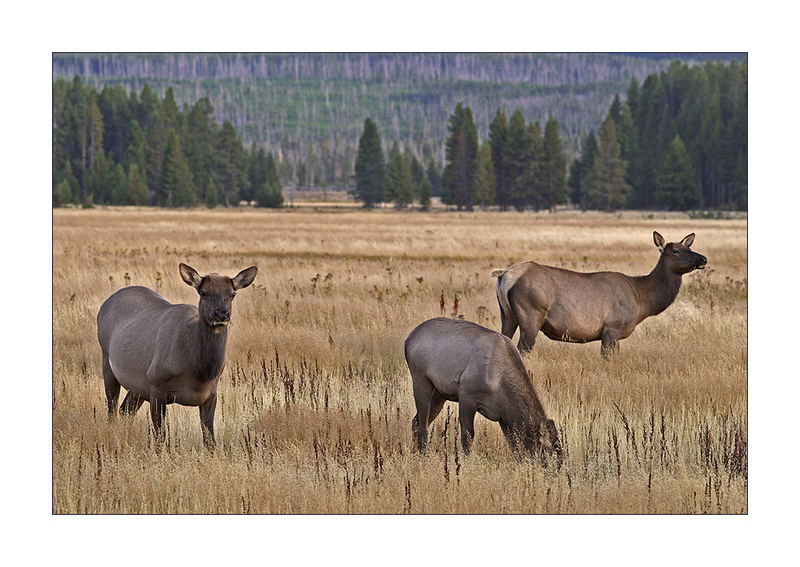 Female Elk - Yellowstone NP