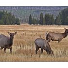 Female Elk - Yellowstone NP