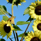 Female Finch feeding on Sunflower heads