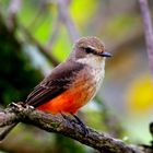 Female flycatcher of Colombia