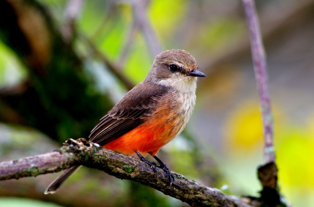 Female flycatcher of Colombia