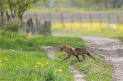 female Fox