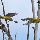 female golden oriols in fight