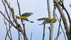 female golden oriols in fight