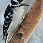 Female Hairy Woodpecker