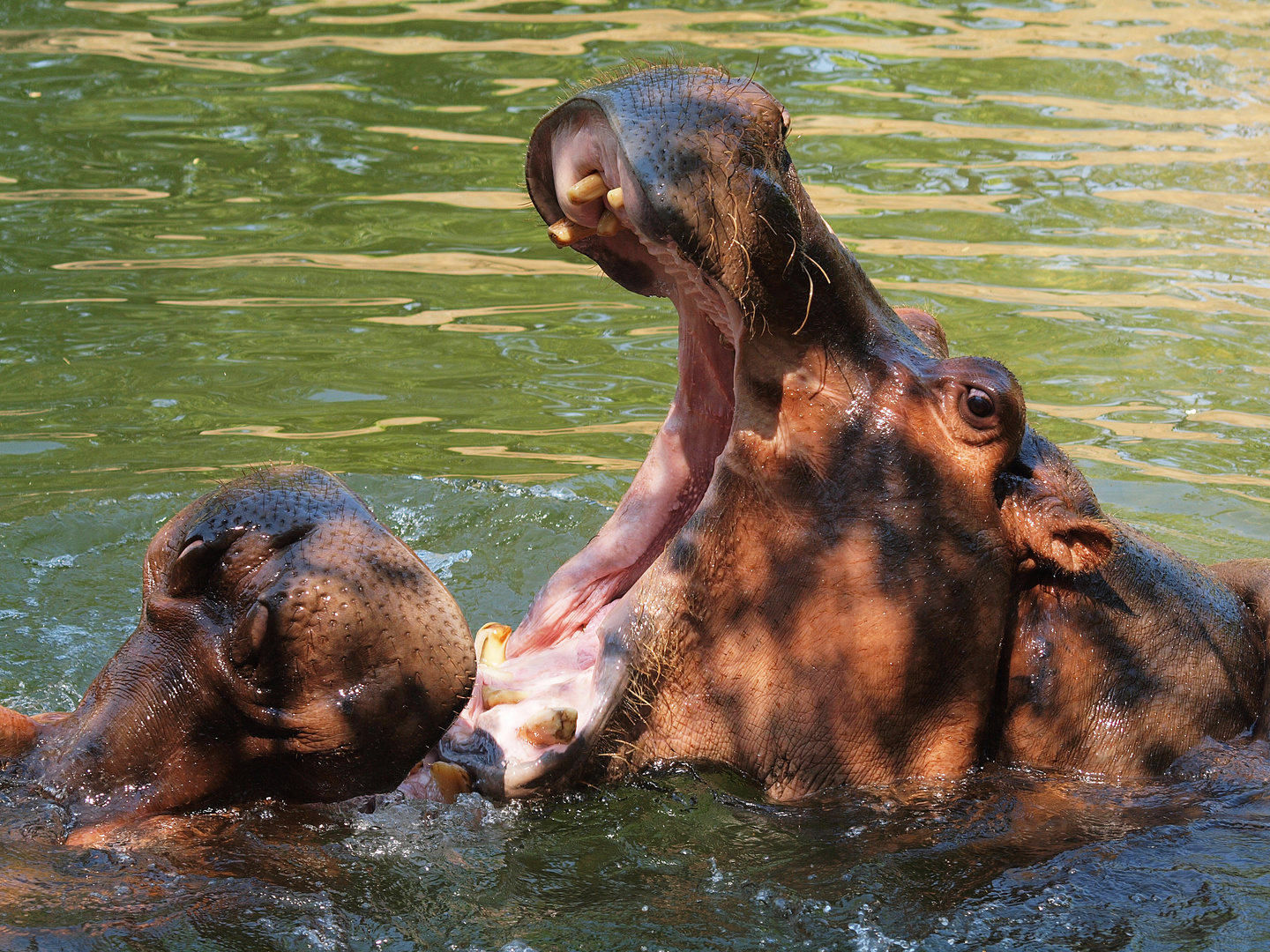 Female Hippopotamus