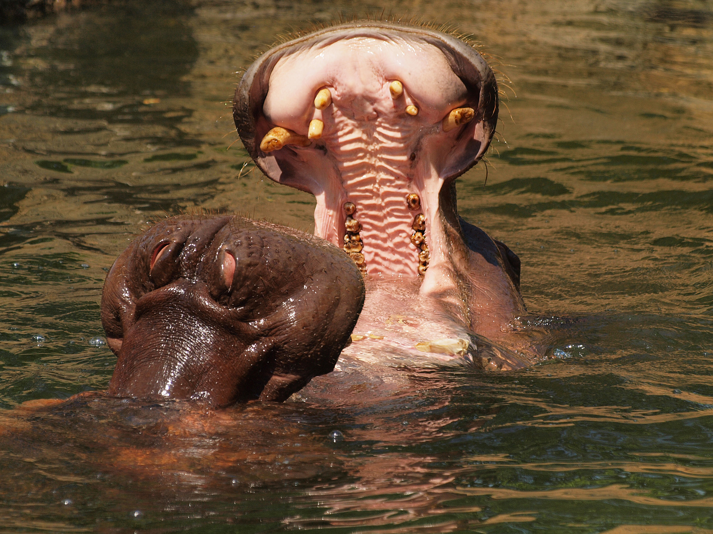 Female Hippos standing ground.