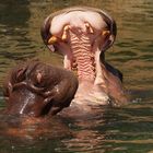 Female Hippos standing ground.