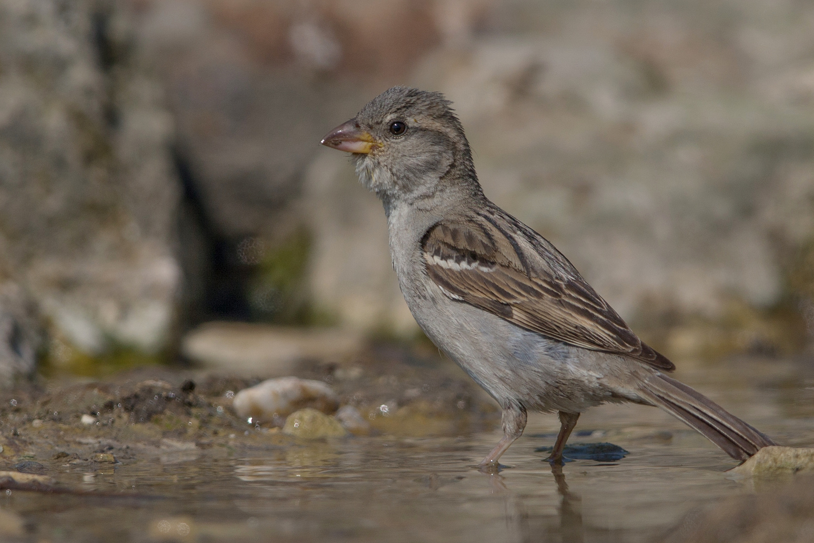 Female house sparrow