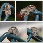 Female Jumper spider