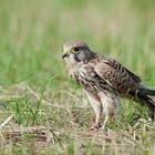 Female Kestral